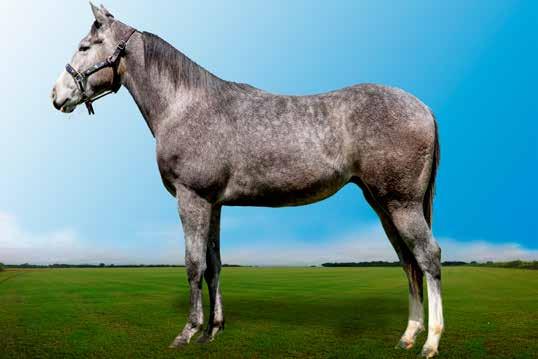 30 Oblivion MACHO 21/07/2015 ZAINO VENDEDOR: HARAS BURITI RACE SUA MÃE É IRMÃ PRÓPRIA DE FAITH FOR ME GANHADORA DO BRAZILIAN FUTURITY 2017 NETO DA MELHOR ÉGUA DO