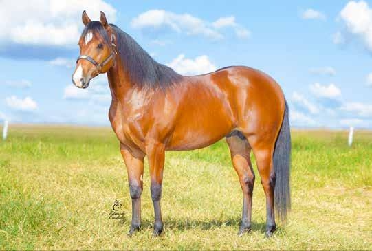 38B El Lider Zorro MACHO 30/09/2014 ALAZÃO TOSTADO VENDEDOR: HARAS BURITI RACE PF TRABALHO 2018 E PF VAQUEJADA 2019 FAMÍLIA COM MAIS DE 12.