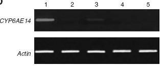 Gossipol Dentre os genes diferencialmente expressos CYP6AE14 Expressão de CYP6AE14 é