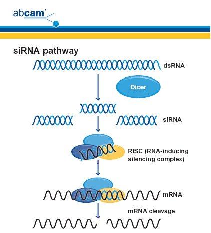 O Silenciamento Gênico Pós-Transcricional RNA dupla fita (dsrna): onde tudo começa DICER: A RNAse do processamento sirna: Em busca do alvo específico RISC