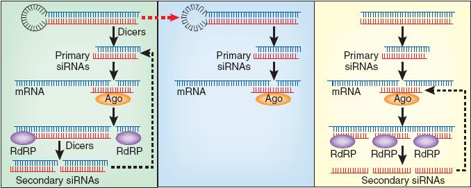 RNAi Um mecanismo suficientemente conservado!