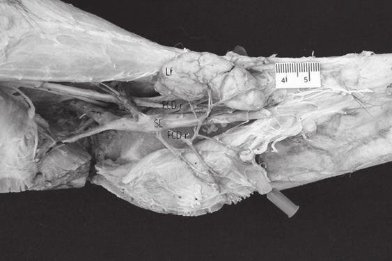 319 Figura 1 - Face lateral do membro pelvino esquerdo do cão macho (obs.