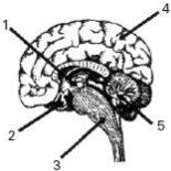 INDIQUE, dentre as estruturas citadas a seguir, qual é a estrutura componente do aparelho vestibular responsável pelo equilíbrio. a) Cóclea. b) Membrana timpânica. c) Canais semicirculares.