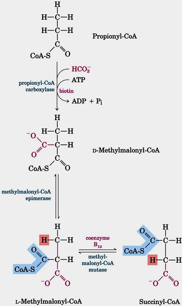 OXIDAÇÃO COMPLETA DE ÁCIDOS GRAXOS COM NÚMERO ÍMPAR DE CARBONO Ácidos graxos frequentes em vegetais e organismos marinhos Carboxilação Mais três reações são necessárias para a oxidação completa