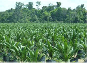 - Associação Brasileira das Indústrias de Óleos Vegetais Uso de matérias-primas