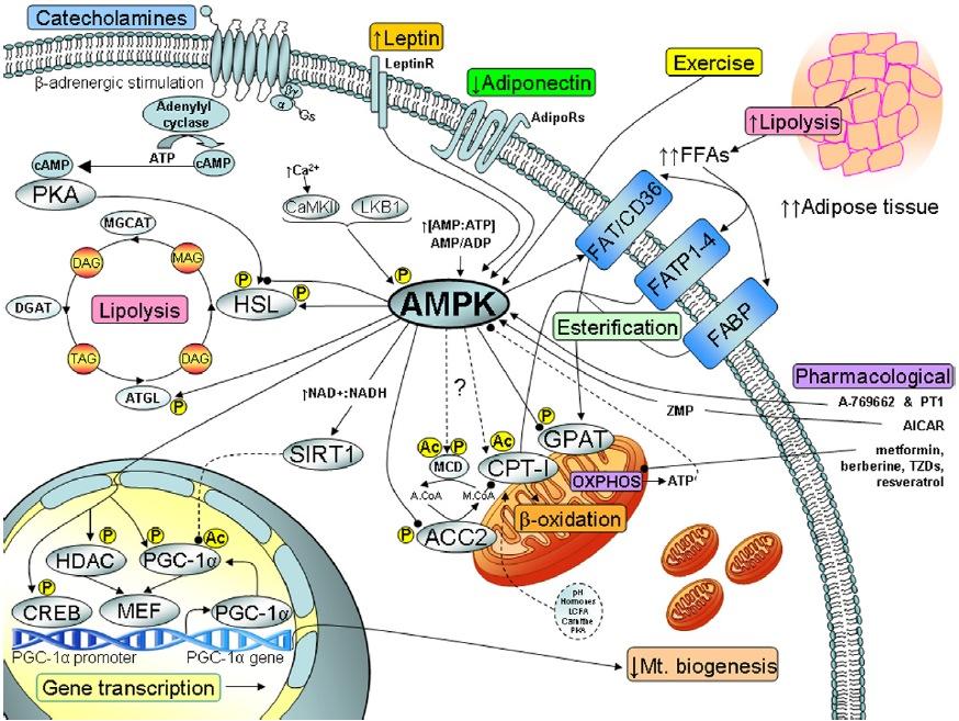 AMPK regula9on of faay acid metabolism and mitochondrial biogenesis: