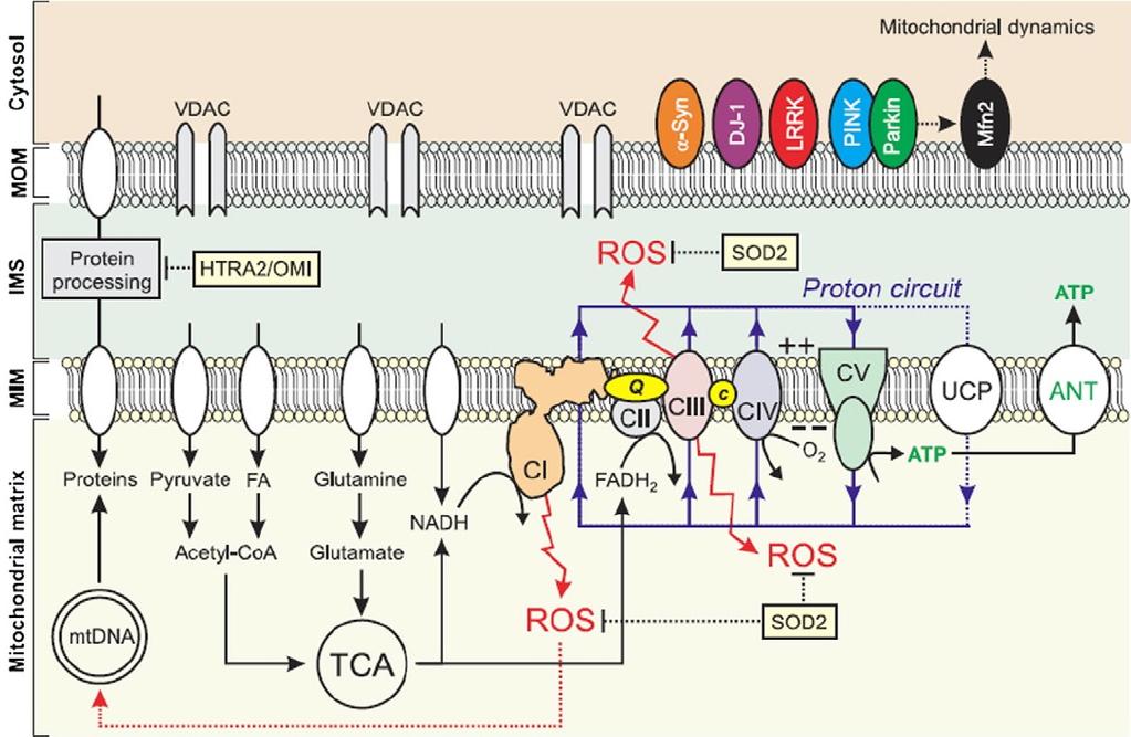The role of mitochondrial OXPHOS dysfunc9on in the development