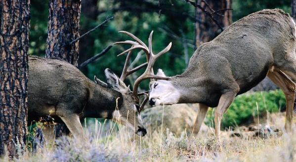 Veado (Odocoileus hemionus) 10%