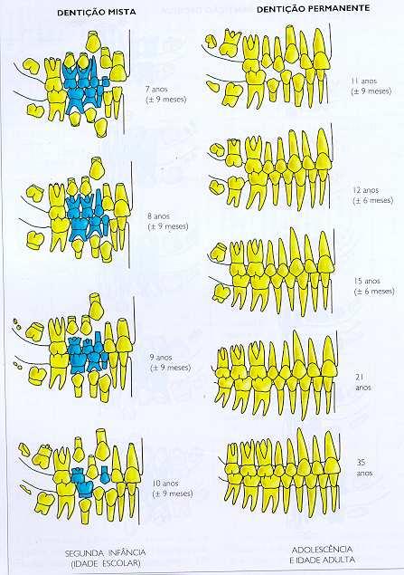 71 ANEXO 1 Desenvolvimento da dentição humana desde os seus primórdios intra-uterino, até a fase adulta.