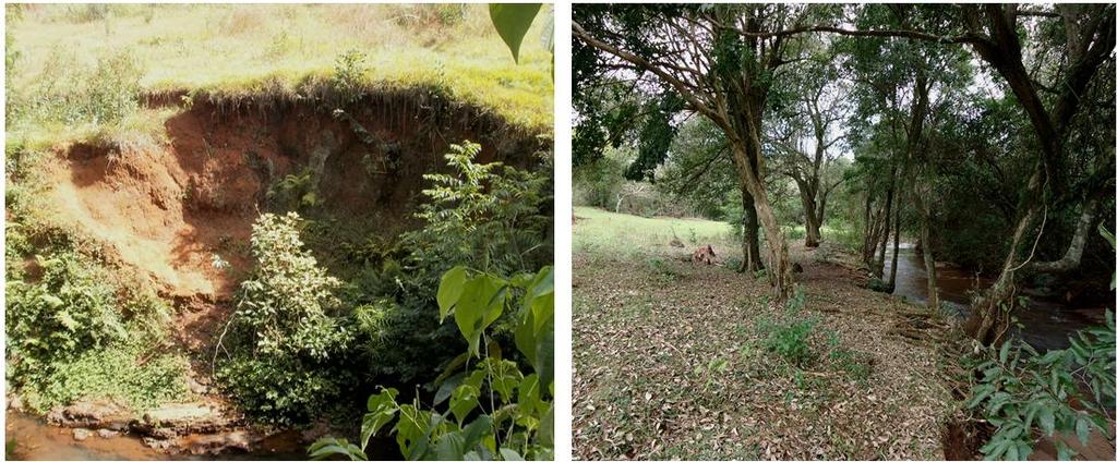 Foto 05. Setor de média a forte fragilidade. Processo erosivo encontrado na margem direita do Córrego Matilde Cuê, final da Rua Mato Grosso, Bairro São Lucas. Fonte: acervo do autor (agosto de 2011).