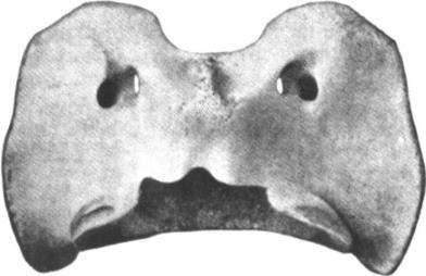 Fóveas Articulares Caudais Forame