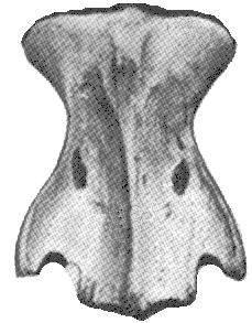 Axis Dente do Axis Forame