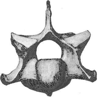 Articular Cranial