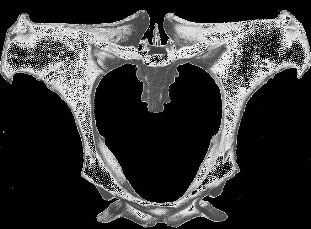 Ossos Pélvicos (Vista Cranioventral) Crista Ilíaca Promontório Tuberosidade Sacral Tuberosidade Coxal Asa do Sacro PAREDE DORSAL (TETO) Face Sacropélvica do Ílio Linha Arqueada