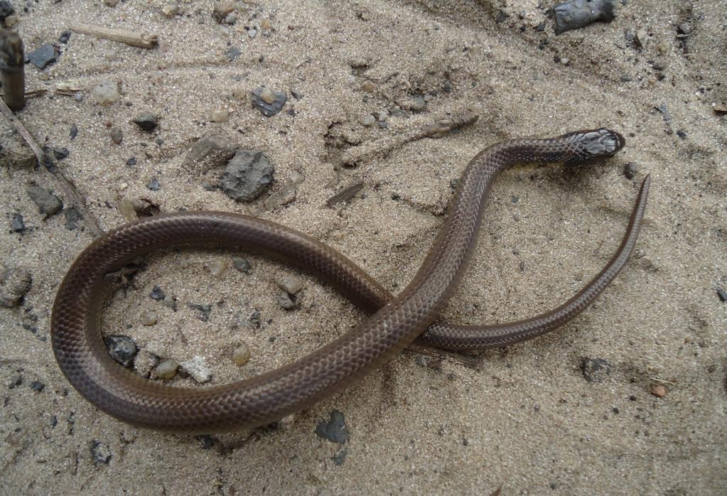 Nome Popular: cobra-d água-marrom Status de Conservação: Não ameaçado Hábitos: