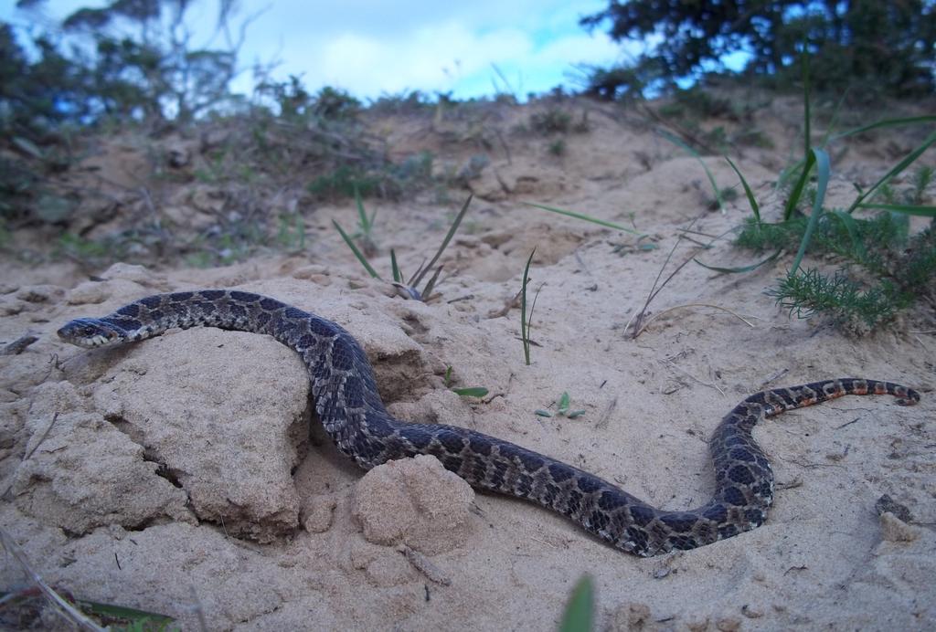 Nome Popular: jararaca-da-praia Nome Científico: Xenodon