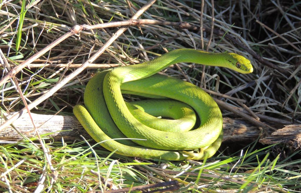 Nome Popular: cobra-cipó Nome Científico: Philodryas