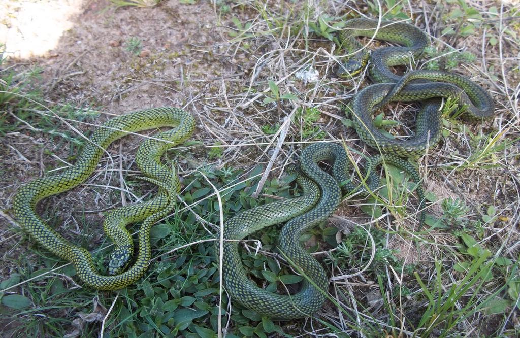 Nome Popular: cobra-verde Nome Científico: Erythrolamprus poecilogyrus