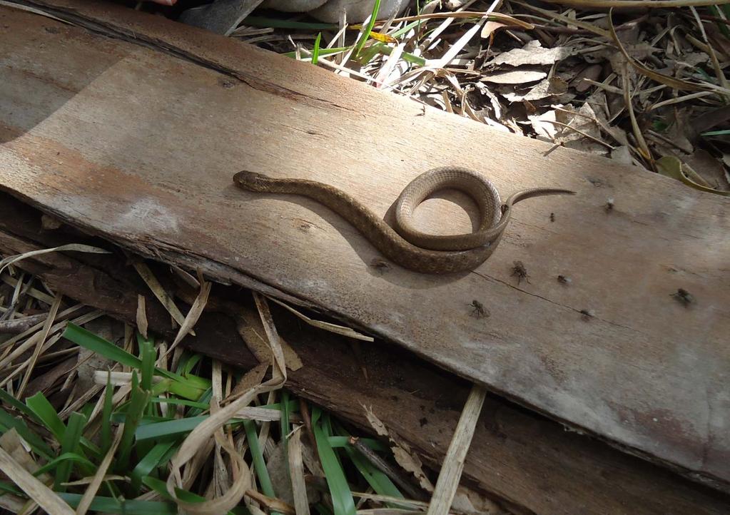 Nome Popular: cobra-espada Nome Científico: Tomodon