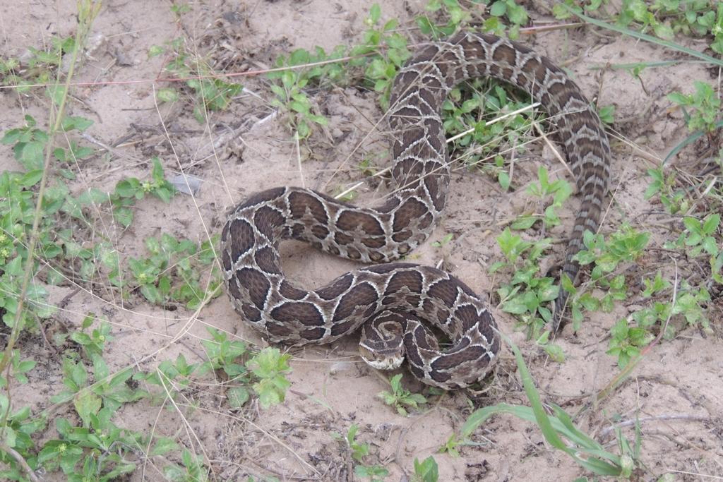 Nome Popular: jararaca-pintada Nome Científico: Bothrops