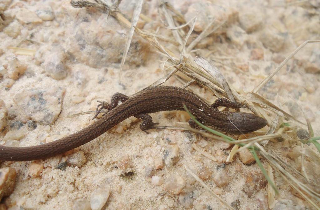 Nome Popular: lagartixa-listrada Nome Científico: Cercosaura