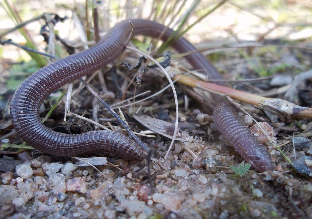 Nome Popular: cobra-cega Nome Científico: Amphisbaena trachura