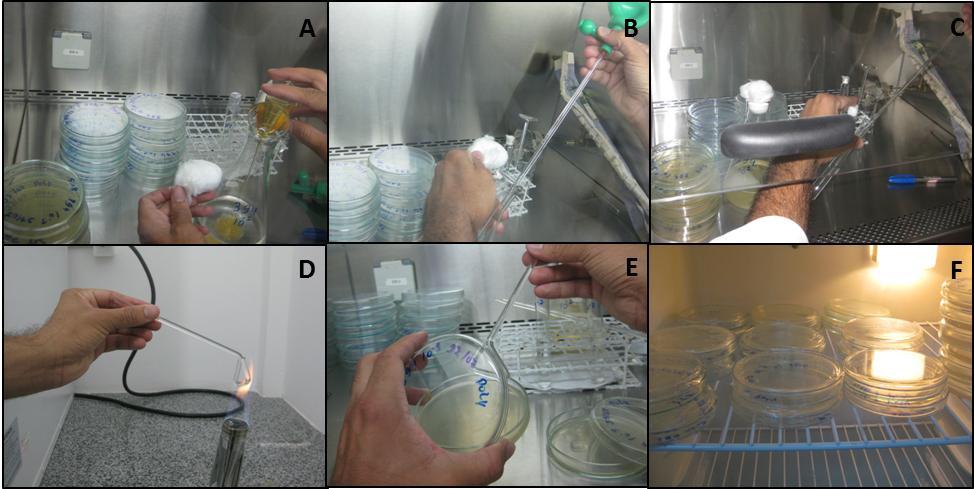 alça de Drigalski; (E) plaqueamento em superfície usando ágar batata dextrose em placa de Petri; e (F) incubação em B.O.D. a 25ºC. Figura 2.