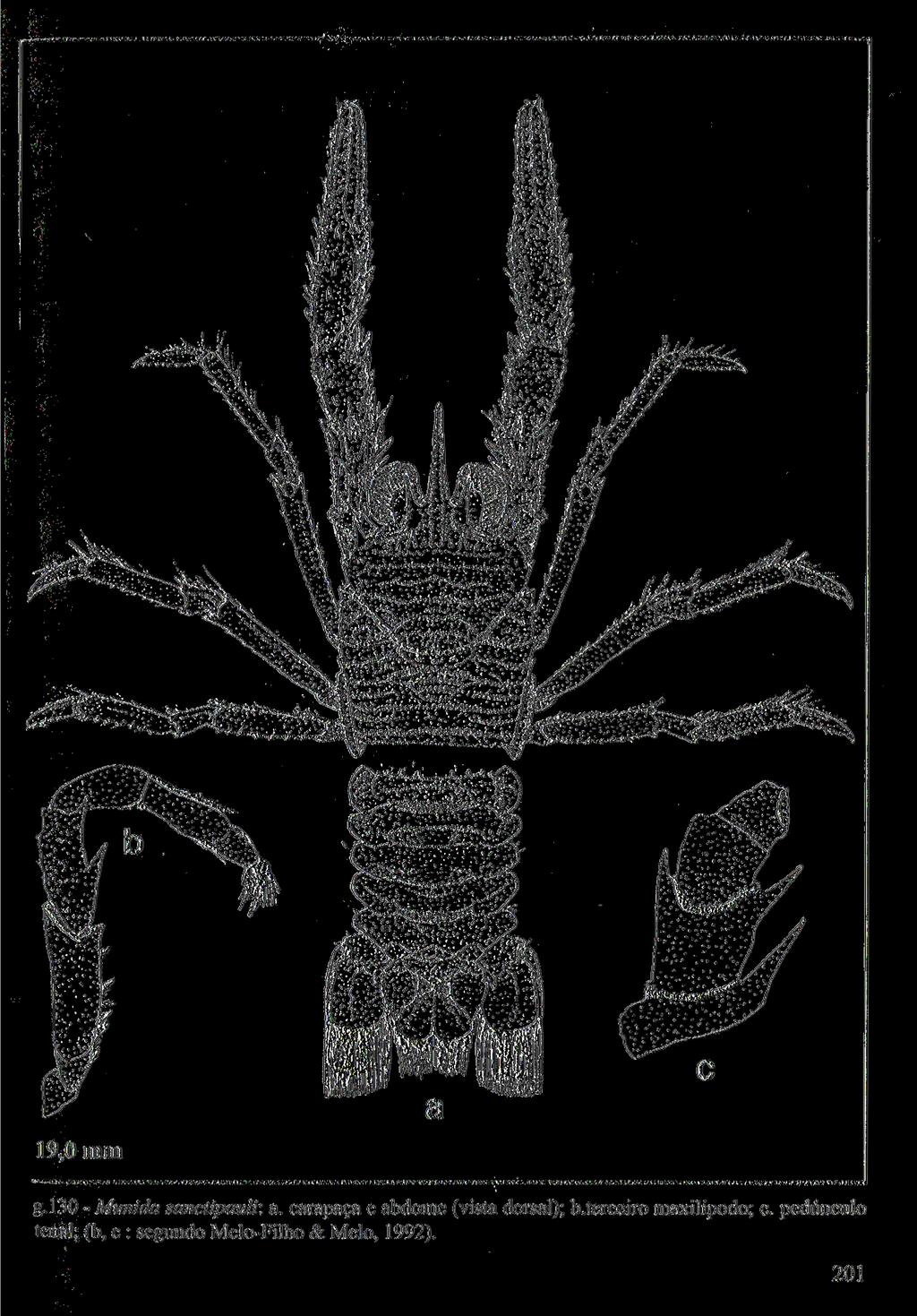 flm. i.aiiwaeamfc,^ 19,0 mm g.130 - Munida sanctipauli: a.