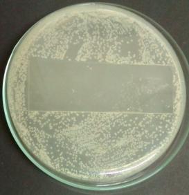 (c), ph 6 (d) e salina (e) com a bactéria Staphylococcus aureus padrão (ATCC 25.923).