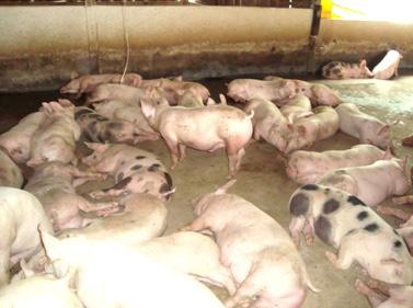 foco, principalmente, na Região Oeste do Paraná. de ração por cabeça é em torno de 2,8 kg de ração/dia, sendo produzida no próprio local a partir do farelo de soja e milho triturado.