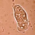 3.4.1.2 Subfilo Sarcodina Superclasse Rhizopoda: Amoeba proteus é a espécie mais estudada.