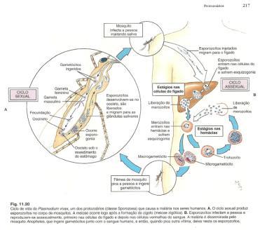 1 Classe Sporozoea 3.4.2.