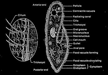 marinhos. De todos os protozoários, estes são os estruturalmente mais complexos e diversamente especializados. Apresentam vida livre, comensais ou parasitas.