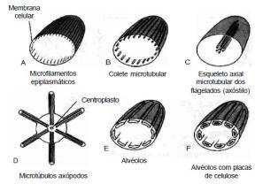 1 - Estrutura Citoesqueleto Composto de filamentos proteicos (actina), microtúbulos, vesículas