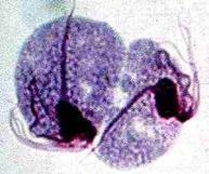 3.3.2 - Locomoção 3.3.2 - Locomoção Trichomonas Vaginalis Plasmodium vivax Exemplo de esporozoários Não existe diferenciação entre cílios e flagelos 3.3.3 - Proteção 3.