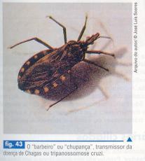barbeiros (Triatoma infestans), Hemiptera: Reduviidae Transmissão: o vetor quando