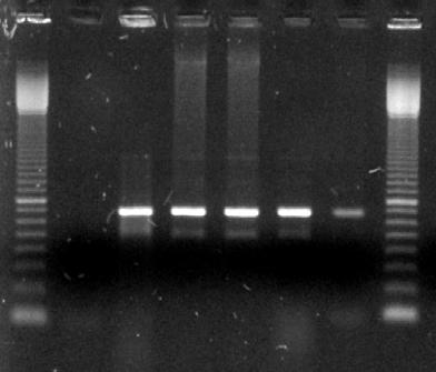 60 M 1 2 3 4 5 6 M M 1 2 3 M 684pb 684pb a b Figura 6 - Análise da PCR das plantas transgênicas de limão Cravo e de laranja Hamlin contendo o