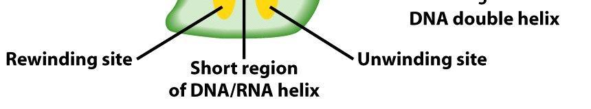 crescente de RNA Sítio de