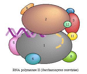 RNA Polimerases RNA Polimerase I RNA Polimerase II RNA Polimerase III Enzima Produtos RNA