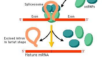 Processamento de íntrons Ribonucleossomos ou