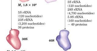 proteínas rrna 5S rrna 28S rrna 5,8S 47 proteínas rrna 18S