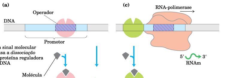 Regulação da Transcrição O sinal molecular causa DISSOCIAÇÃO da