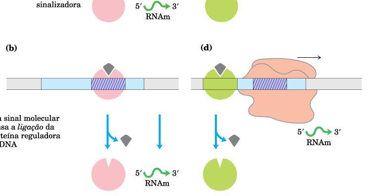 proteína regulatória ao DNA Regulação Negativa Regulação Positiva