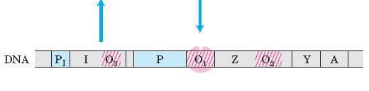 Regulação Transcricional do Operon lac Ausência