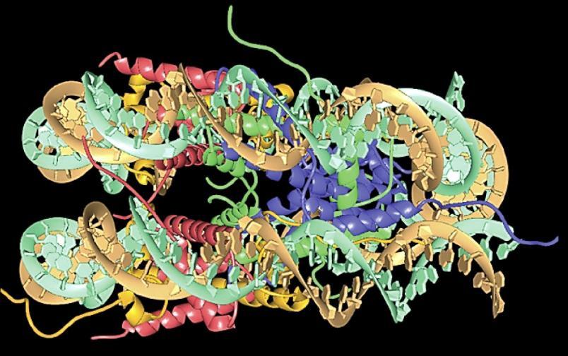 Modificações da Cromatina Heterocromatina: inativa na transcrição Eucromatina: cromatina menos