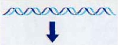 RNA de