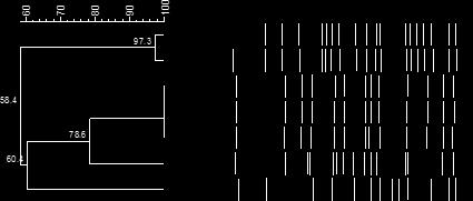 Figura 14: PFGE e Dendrograma das amostras de A.