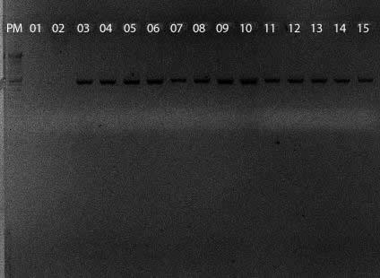 positivo; 2 3,5-11 amostras positivas para Ade B; 12 controle final e 13 controle de água Figura 19: PCR para a detecção de genes de bomba de efluxo de