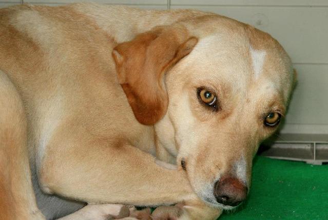 Jane, Fêmea Cão Rafeiro de porte Médio com 6 anos..ao nosso cuidado há mais de Usar Referência 7205 para mais informação. http://www.portugalzoofilo.net/caes/cao.jsp?