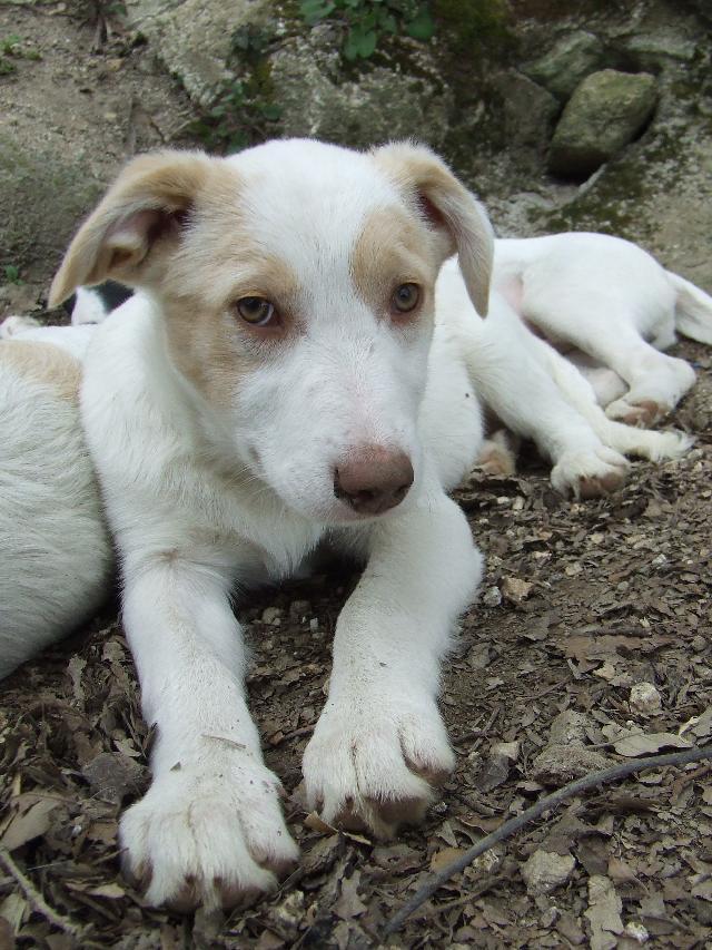 Linguini, Fêmea Cão Rafeiro de porte Médio com 4 anos..ao nosso cuidado há mais de 4 anos. Usar Referência 7209 para mais informação. http://www.portugalzoofilo.net/caes/cao.jsp?